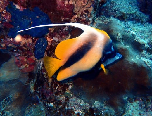 7 Heroes الأبطال السبعة