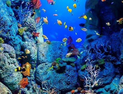 Whale wild sa الحوت البري