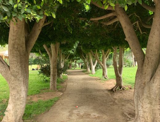 حديقة السلام
